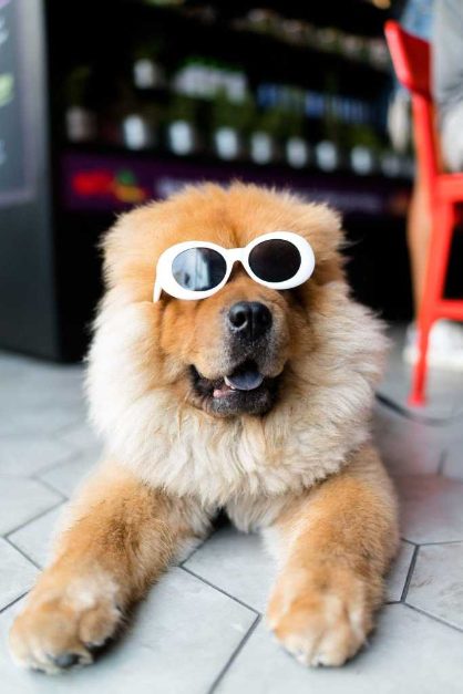 For Dogs That Get Cold Feet At The Groomer