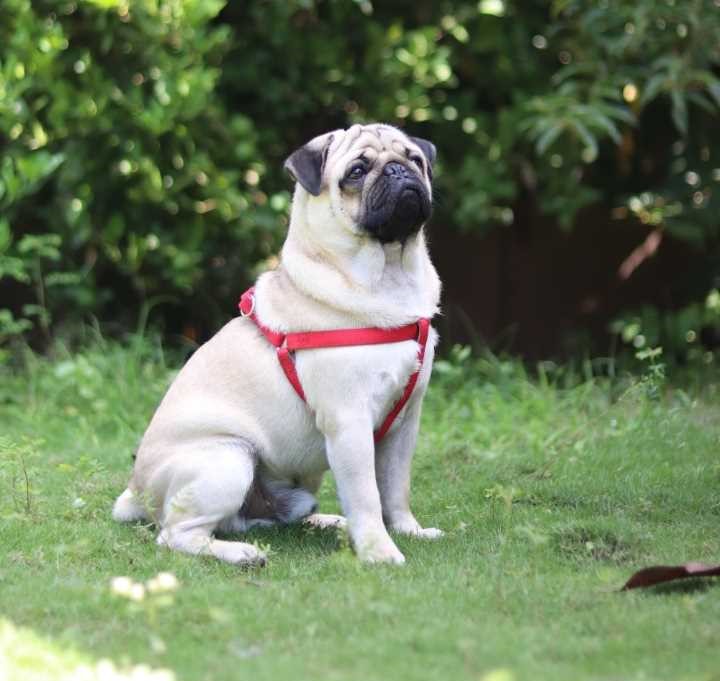Pug Dogs For  Mating In Mysore