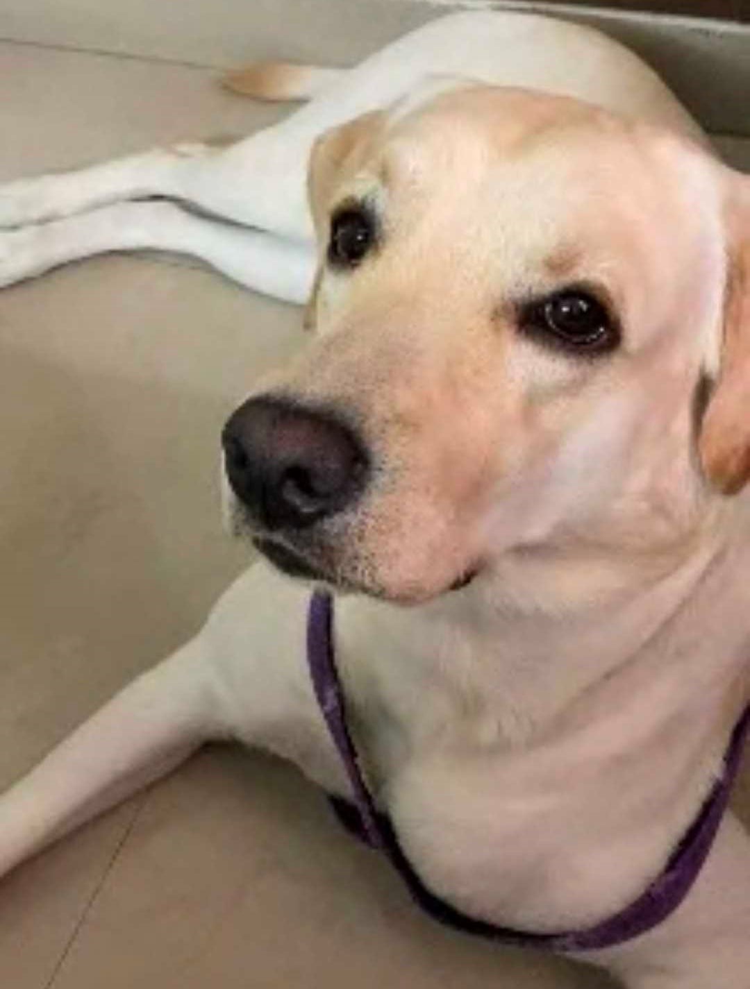 Labrador Retriever Dogs For Mating In Vizag