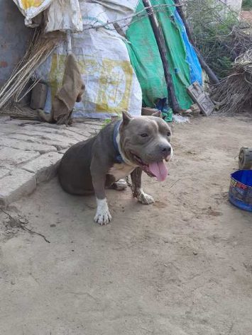 American Bully Dogs For Mating In Pune