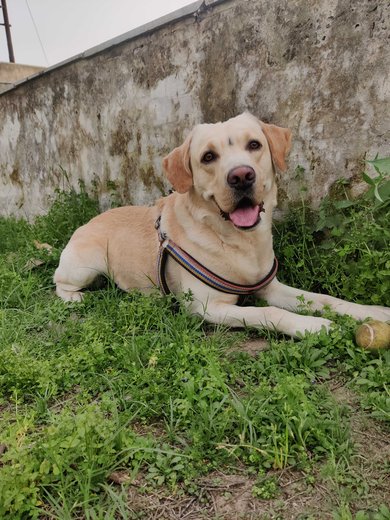 Labrador Retriever Dogs For Mating In Dehradun