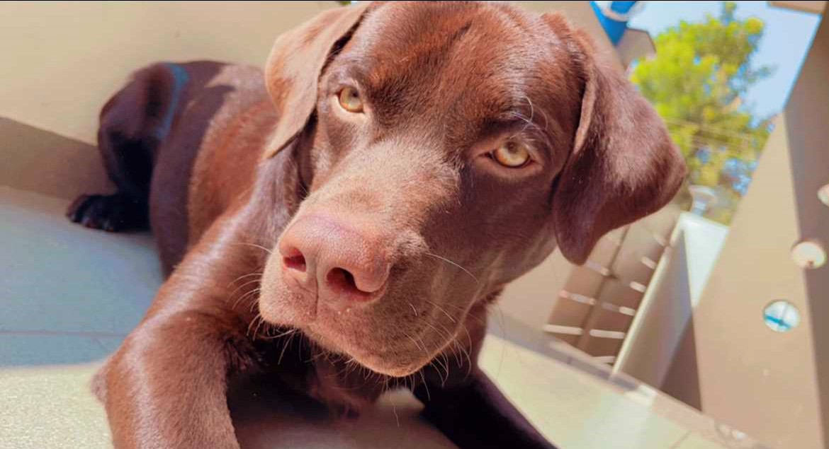 Labrador Retriever Dogs For Mating In Delhi