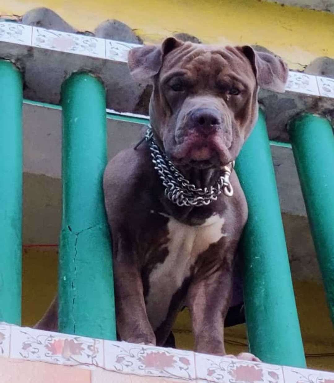 American Bully Dogs For Mating In Pune