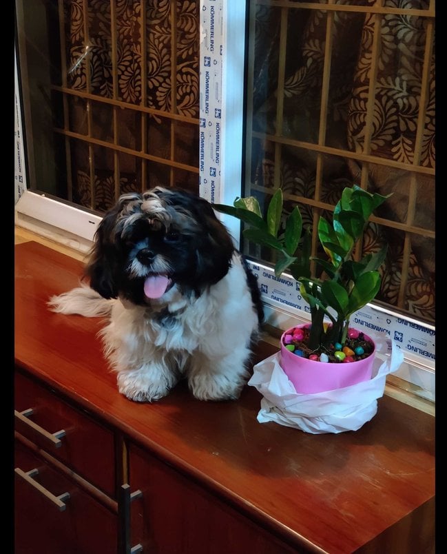 Shih Tzu Dogs For Mating In Kochi