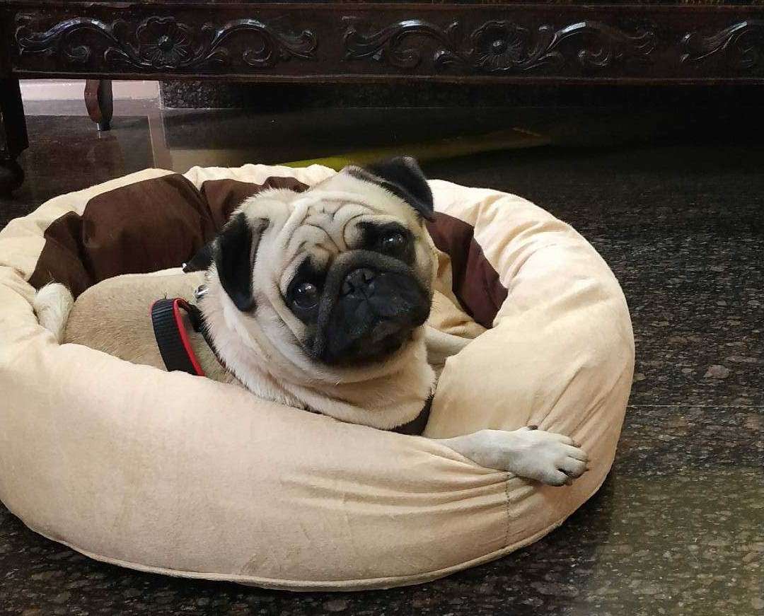 Pug Dogs For Mating In Mysore