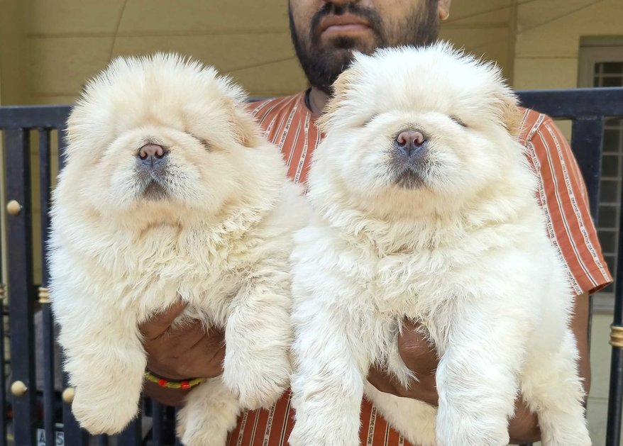 Mr n Mrs Pet
