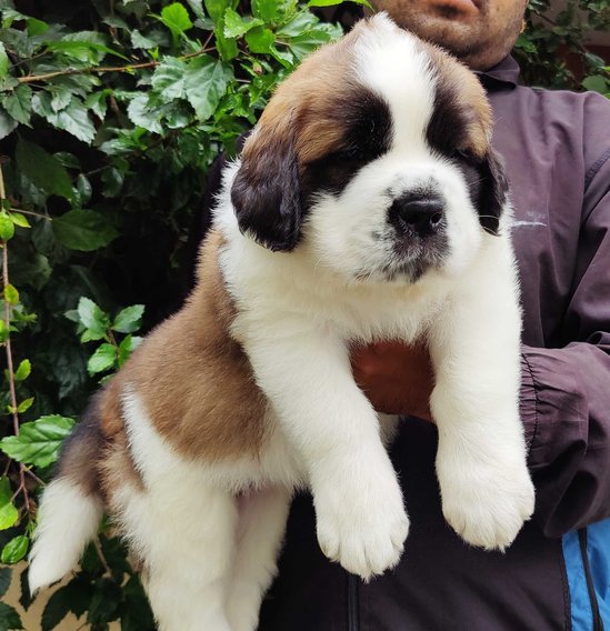 how much is a st bernard puppy