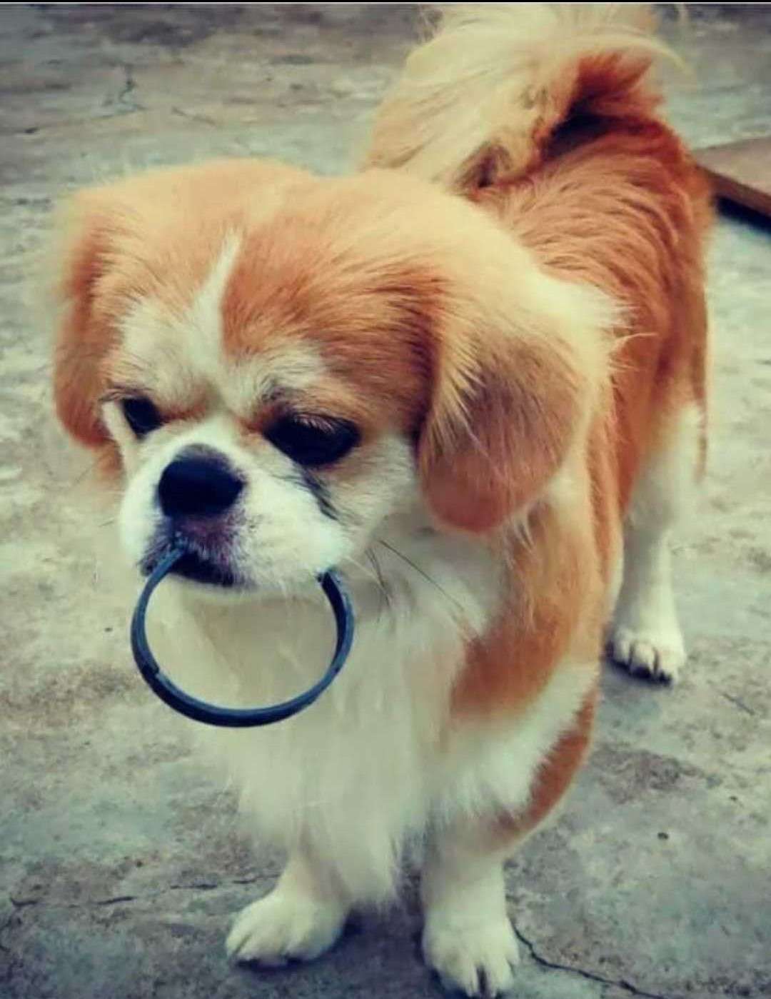 Tibetan Spaniel Dogs For  Mating In Bangalore