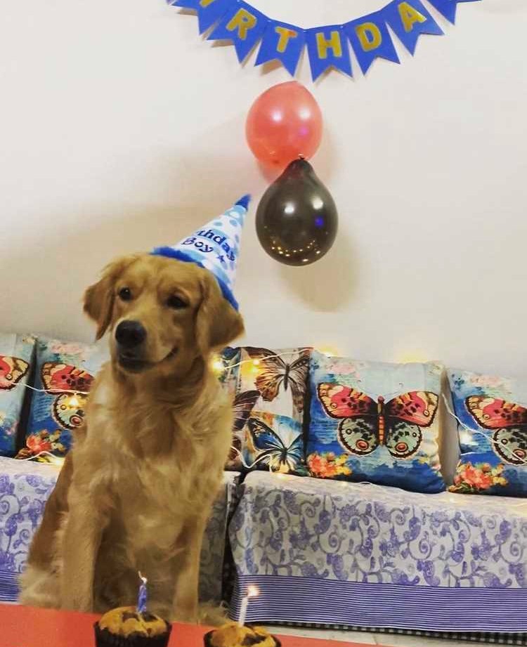 Golden Retriever Dogs For Mating In Pune