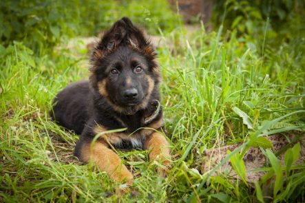 German Shepherd Price In India | Buy German Shepherd Puppies In India