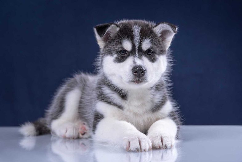 Siberian Husky Price In India  Buy Siberian Husky Puppies In India