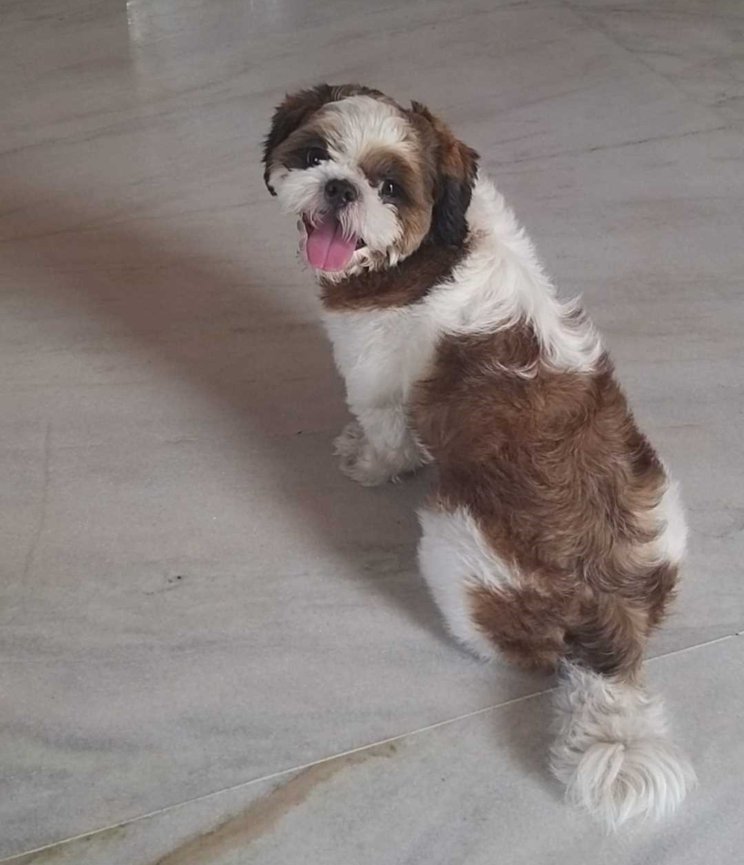 Shih Tzu Dogs For Mating In Hyderabad