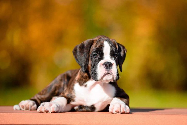 Boxer Price In India | Buy Boxer Puppies In India