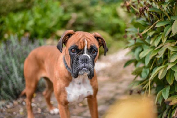 Boxer Price In India | Buy Boxer Puppies In India