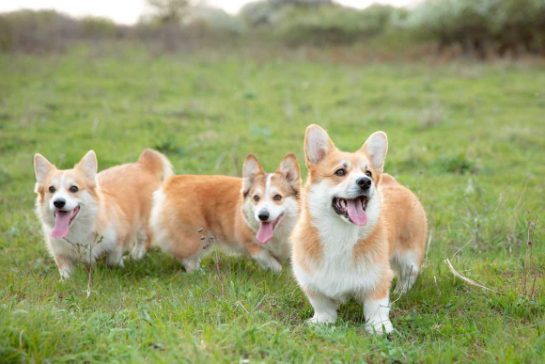 Pembroke Welsh Corgi Price In India | Buy Corgi Puppies In India