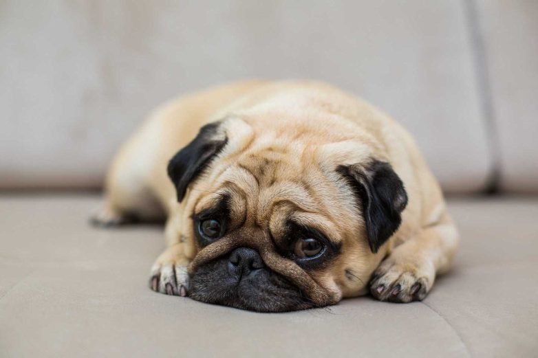 Average price of a deals pug