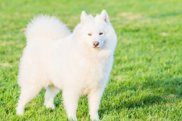 Samoyed Price In India Buy Samoyed Puppies In India