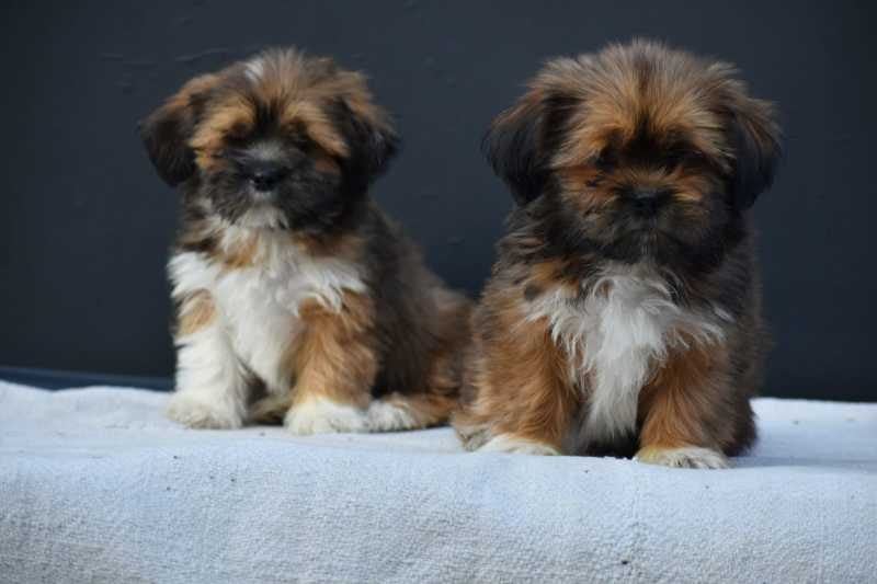 Champion Bloodline Lhasa apso