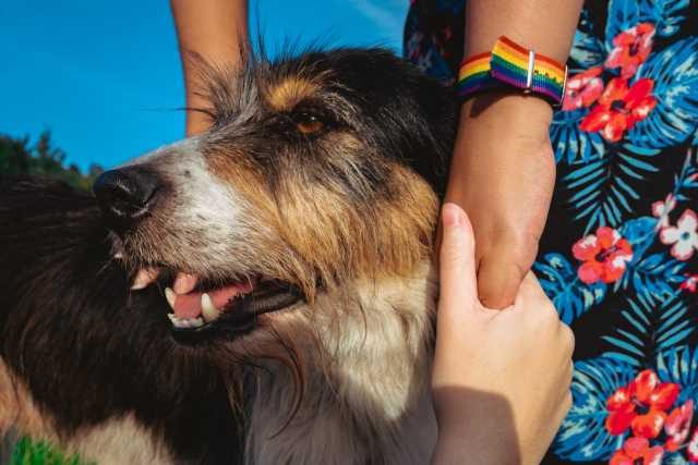 How Pets Contribute To Making Life Fuller For The Pride Community