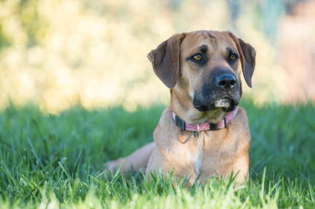 Boerboel 101: All you need to know