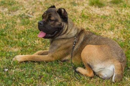 Boerboel 101: All you need to know