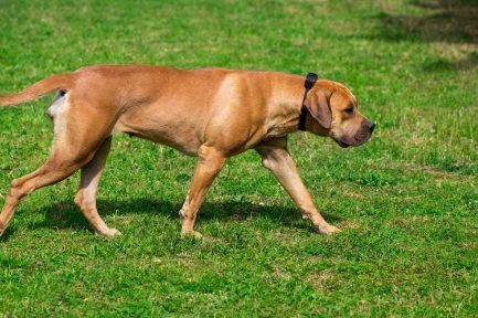 Boerboel 101: All you need to know