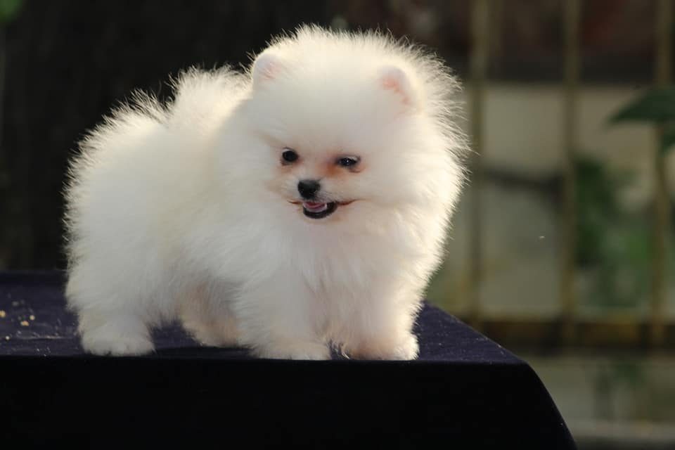 Toy Pomeranian Puppies For In