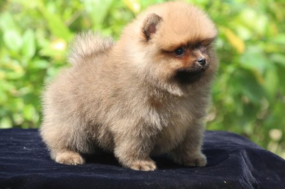 Golden toy sales pom