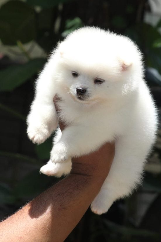 Toy Pomeranian For Sale In Chennai