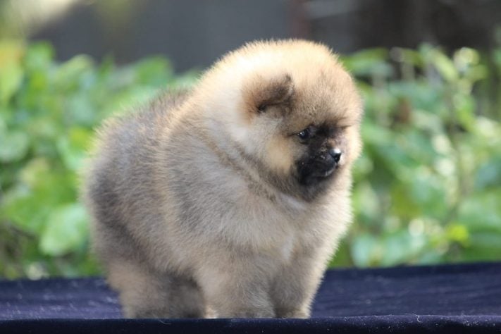 Toy Pomeranian For Sale In Chennai