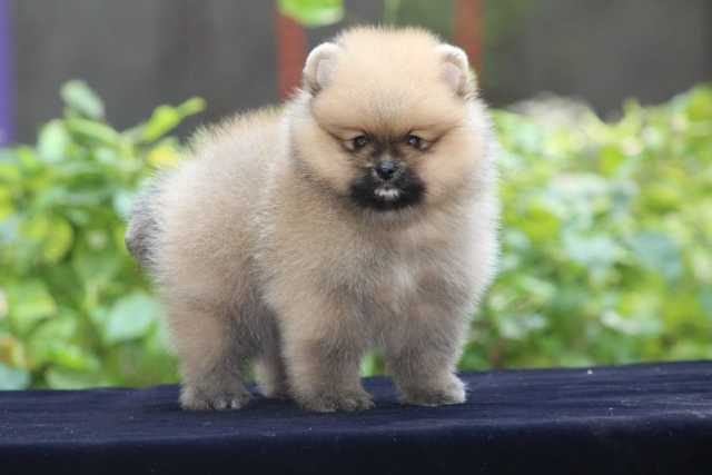 Toy Pomeranian For Sale In Raipur
