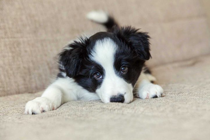 Border Collie For Sale In Bhubaneswar