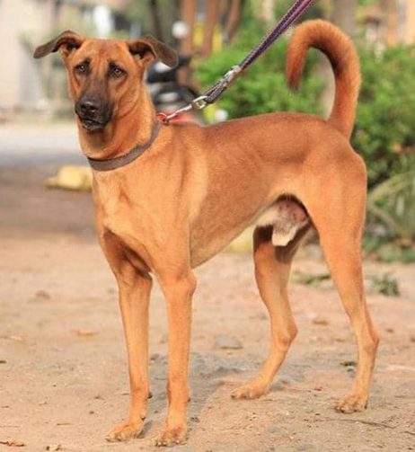 We bet you didn’t know about these 5 Indie Breeds from India