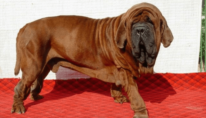 We bet you didn’t know about these 5 Indie Breeds from India