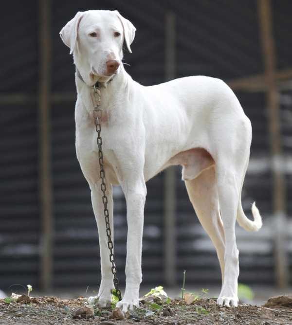 We bet you didn’t know about these 5 Indie Breeds from India