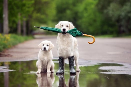 Top 6 Monsoon Essentials we know your dog will love