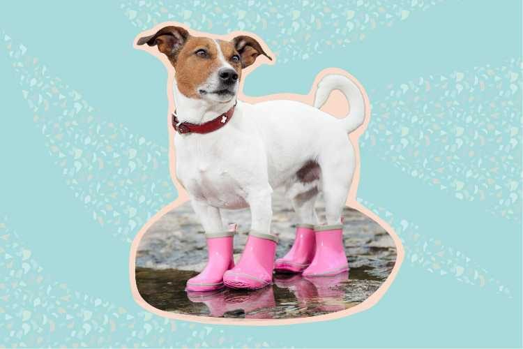 Top 6 Monsoon Essentials we know your dog will love