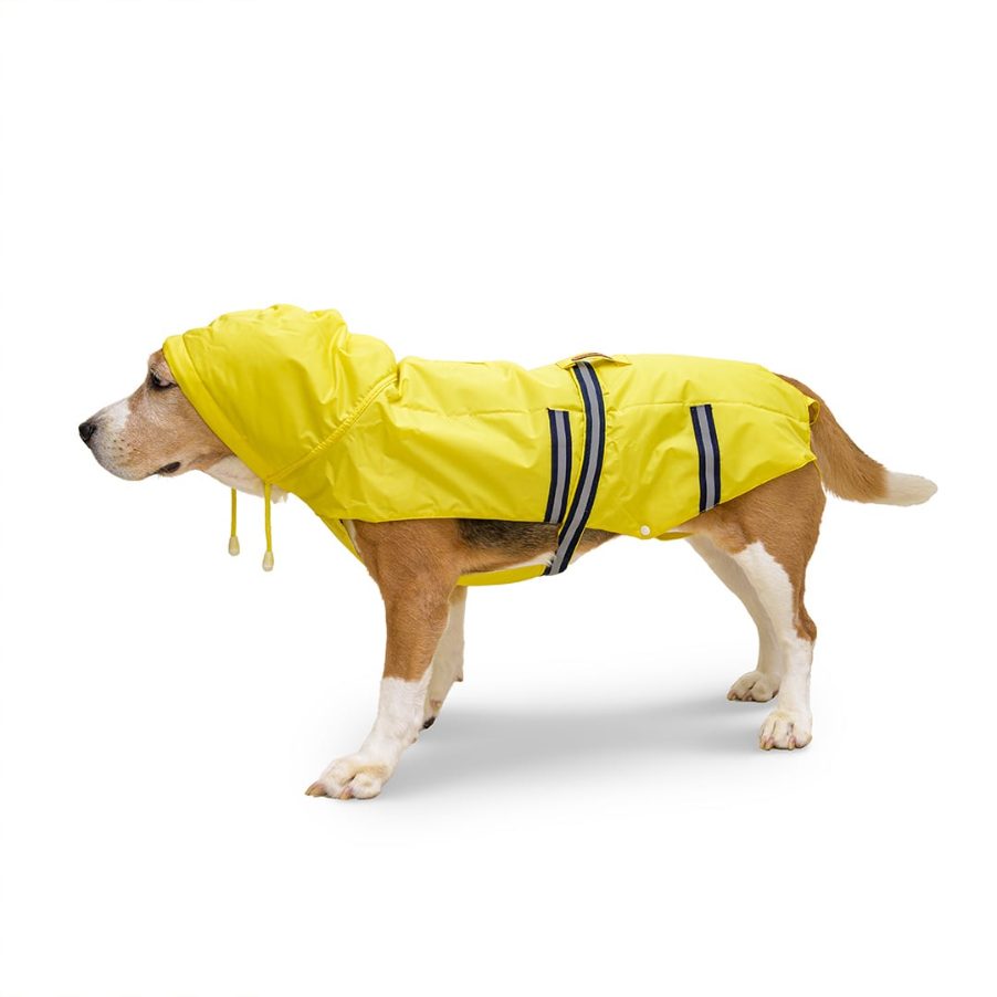 Top 6 Monsoon Essentials we know your dog will love