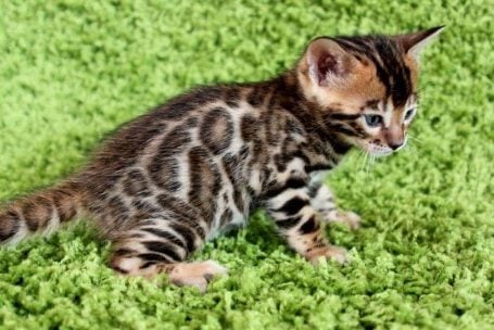 Basic Quality Bengal Cat