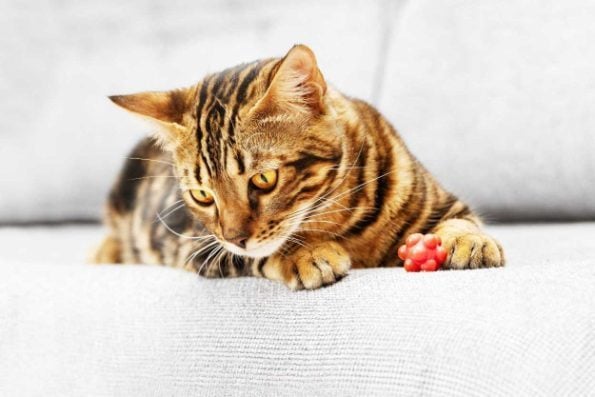 Bengal For Sale In Hyderabad