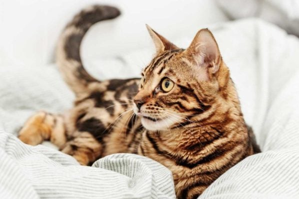 Bengal For Sale In Hyderabad