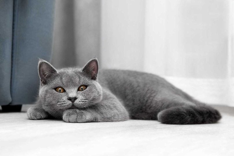 British Shorthair For Sale In Pune