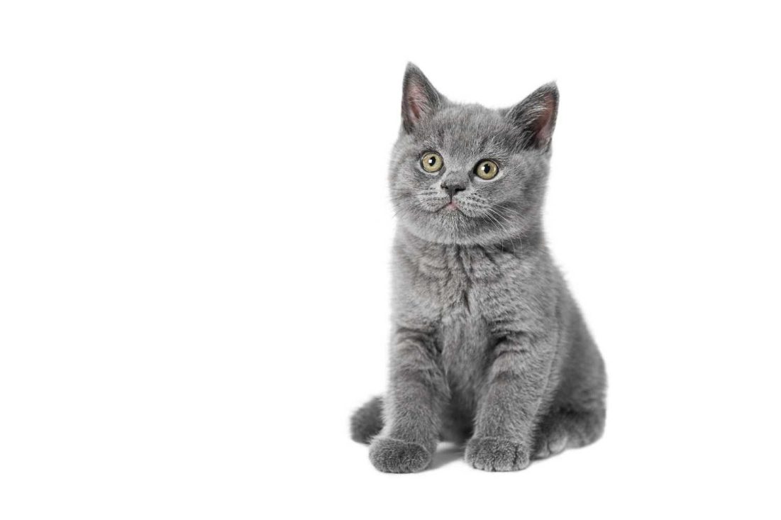 British Shorthair For Sale In Bangalore