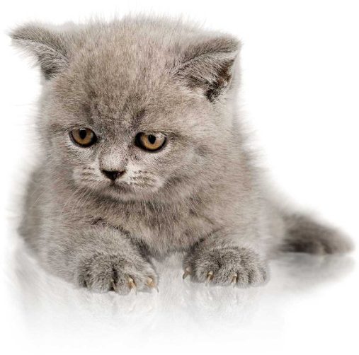 British Shorthair For Sale In Hyderabad