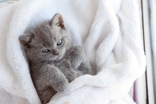 British Shorthair For Sale In Hyderabad