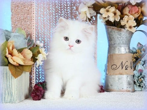 Himalayan For Sale In Hyderabad