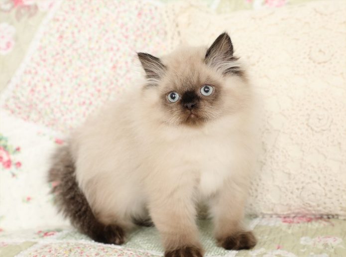 Himalayan For Sale In Guwahati
