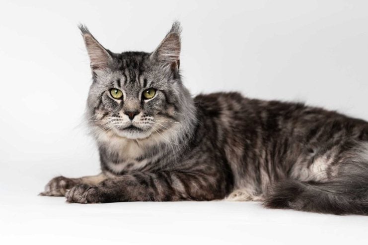 Maine Coon For Sale In Lucknow