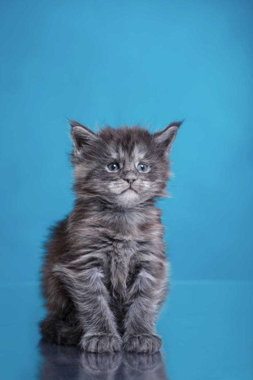 Basic Quality Indian Standard Maine Coon Cat