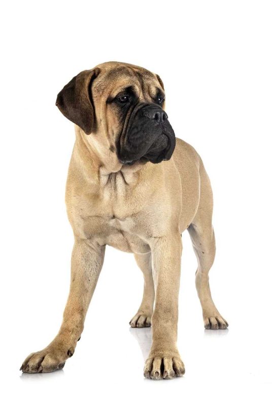 Top 10 Guard Dog Breeds you’ll love